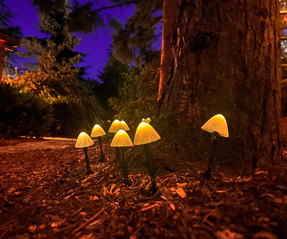 Paddestoelen onder een boom in de nacht